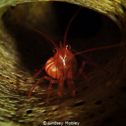 Shrimp in a tube sponge by Lindsey Mobley 